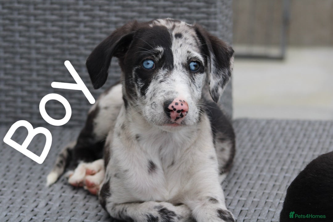 Lurcher dogs for sale: ⭐️beautiful lurcher puppy’s  - Image 2