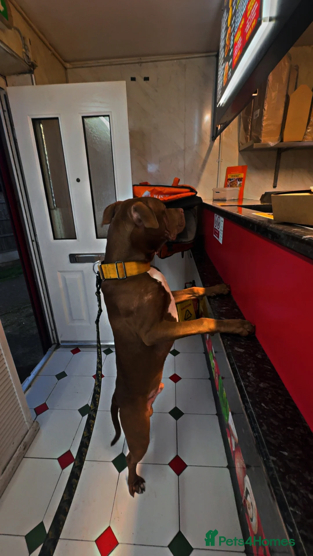 Mixed Breed dogs for sale: Unfortunately having to rehome my corso striker  - Advert 4