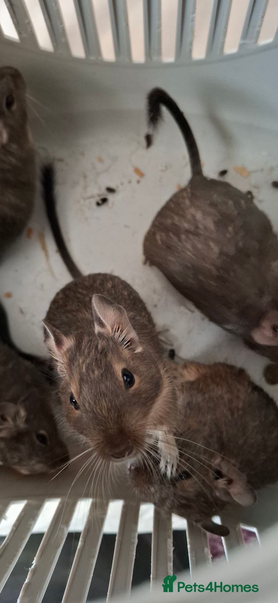 Degus rodents Female Degus - Advert 7