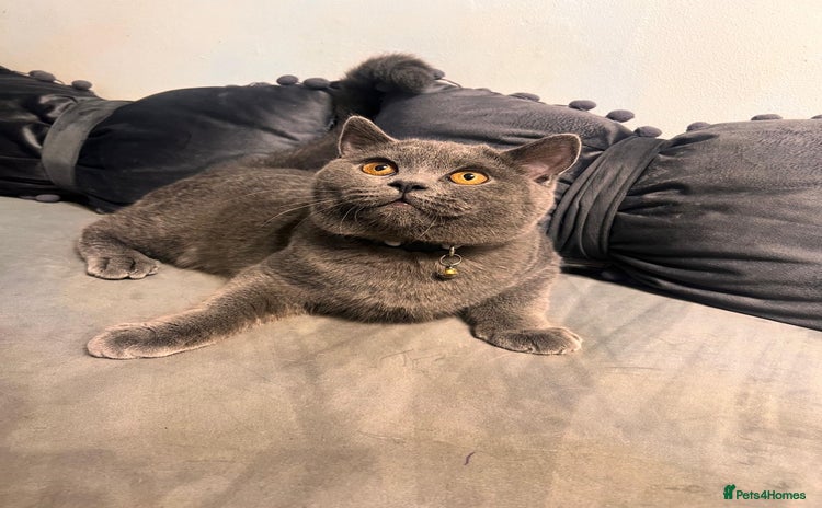 British Shorthair cats - Advert 13