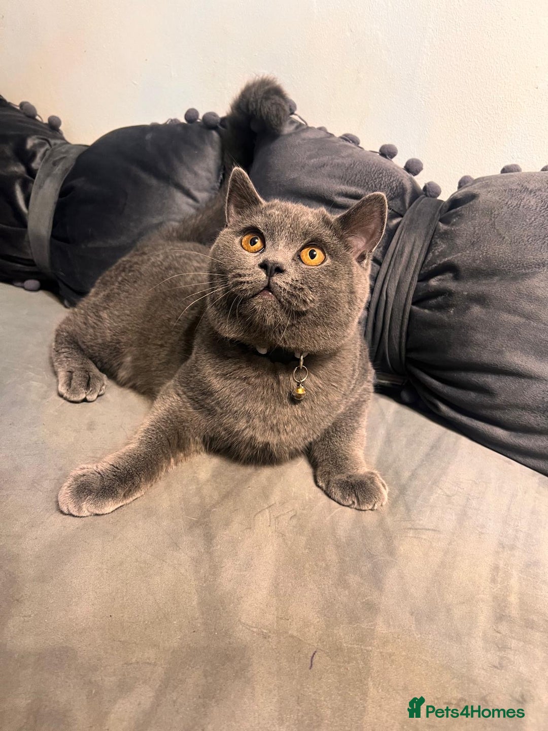 British Shorthair cats for sale: Beautiful Grey Male Cat – Ready for a New Home - Image 1