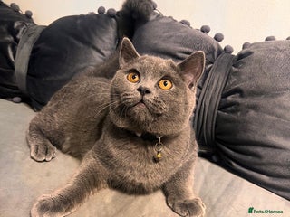 British Shorthair cats - Advert 15