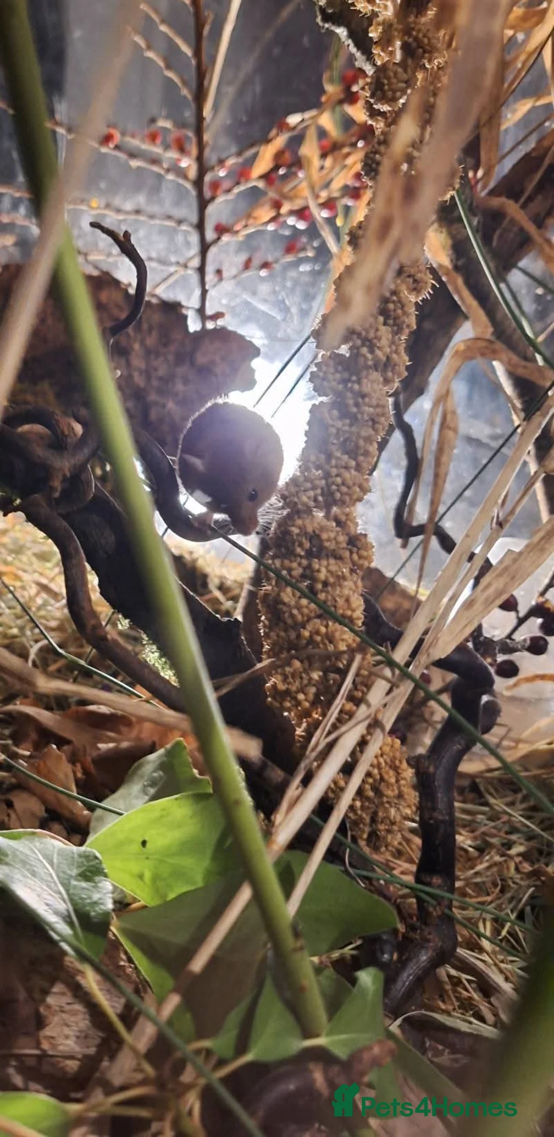 Mouse rodents for sale: HARVEST MICE FOR SALE in Westbury - Advert 4