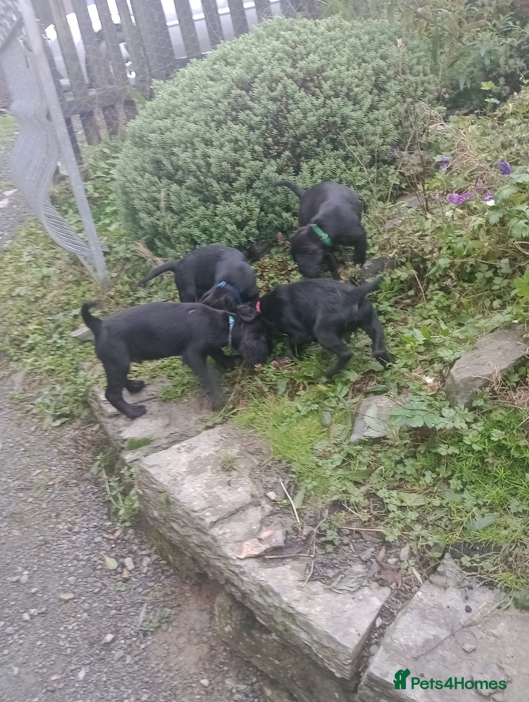 Sprocker dogs for sale: 8 gorgeous Sprocker puppies  - Image 14
