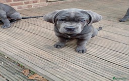 Cane Corso dogs for sale: Beautiful Cane Corso  - Image 5
