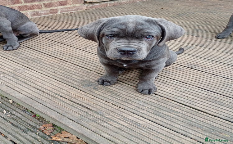 Cane Corso dogs - Advert 7