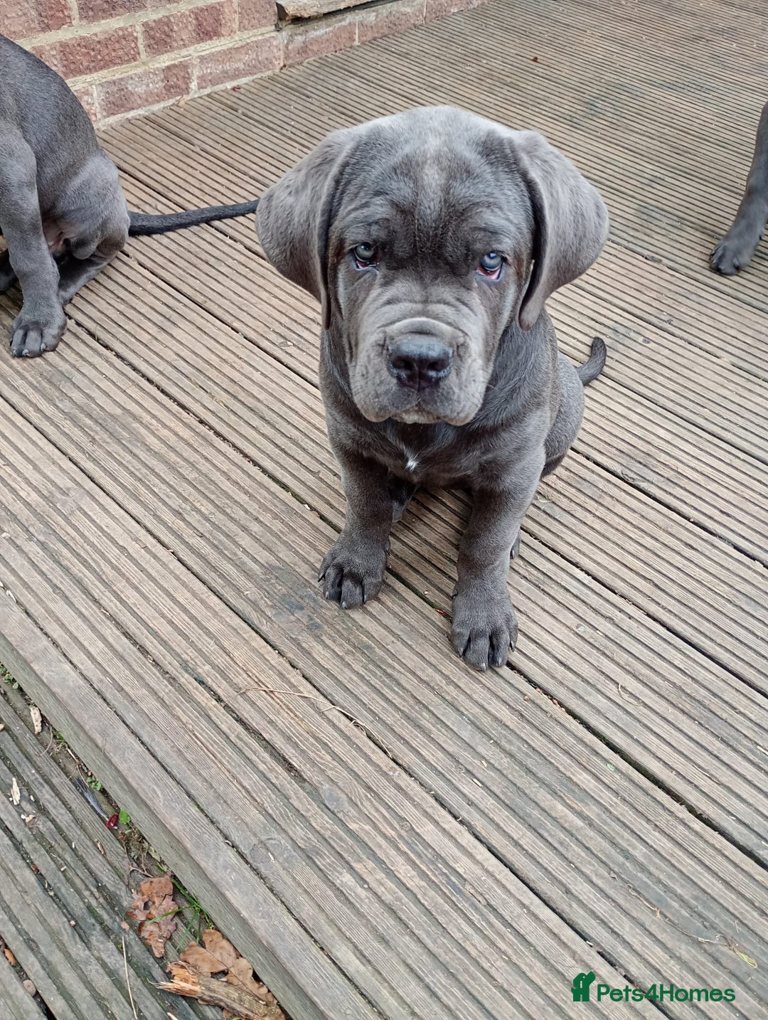 Cane Corso dogs for sale: Beautiful Cane Corso  - Image 5