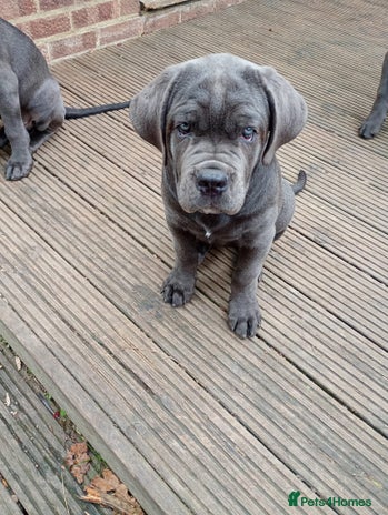 Cane Corso dogs - Advert 7