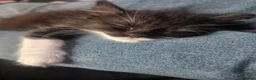 Mixed Breed cats for sale: Rose & Orca - Advert 2