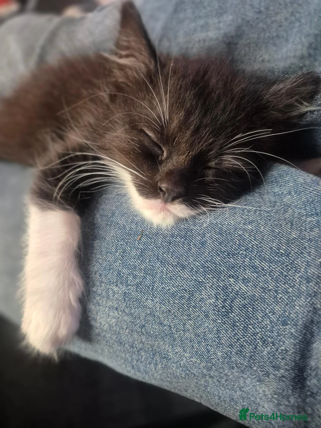 Mixed Breed cats for sale: Rose & Orca - Advert 2