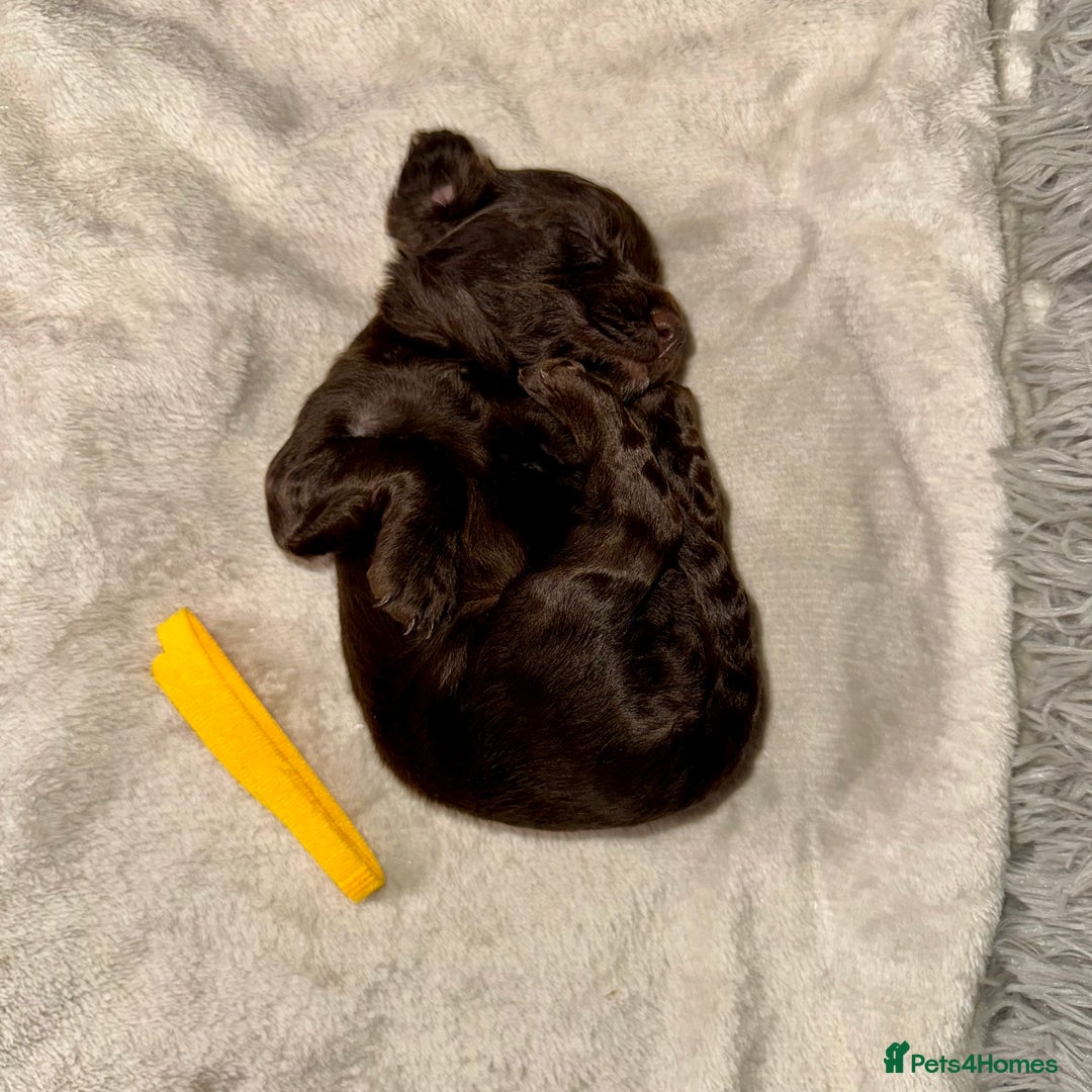 Cocker Spaniel dogs for sale: 🐶THE 8 MISFITS of SHEER BEAUTY🐶 - Advert 8