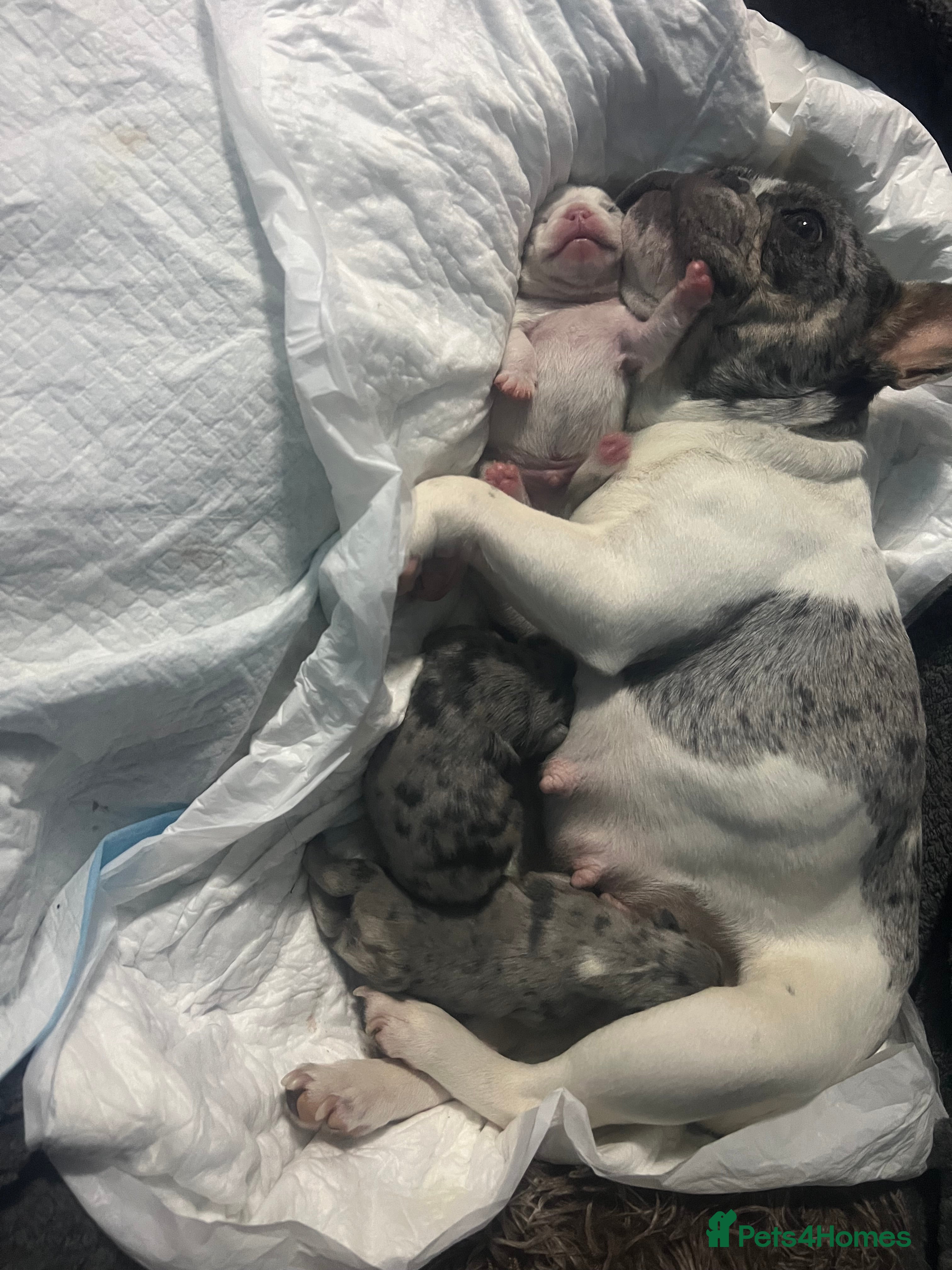 French Bulldog dogs French bulldog  - Advert 3