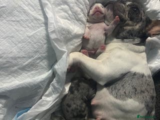 French Bulldog dogs French bulldog - Advert 1