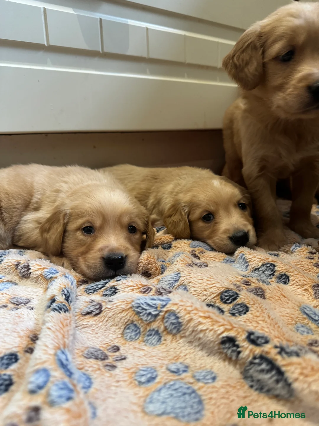 Golden Retriever dogs for sale: Exceptional health tested golden retrievers  - Advert 17
