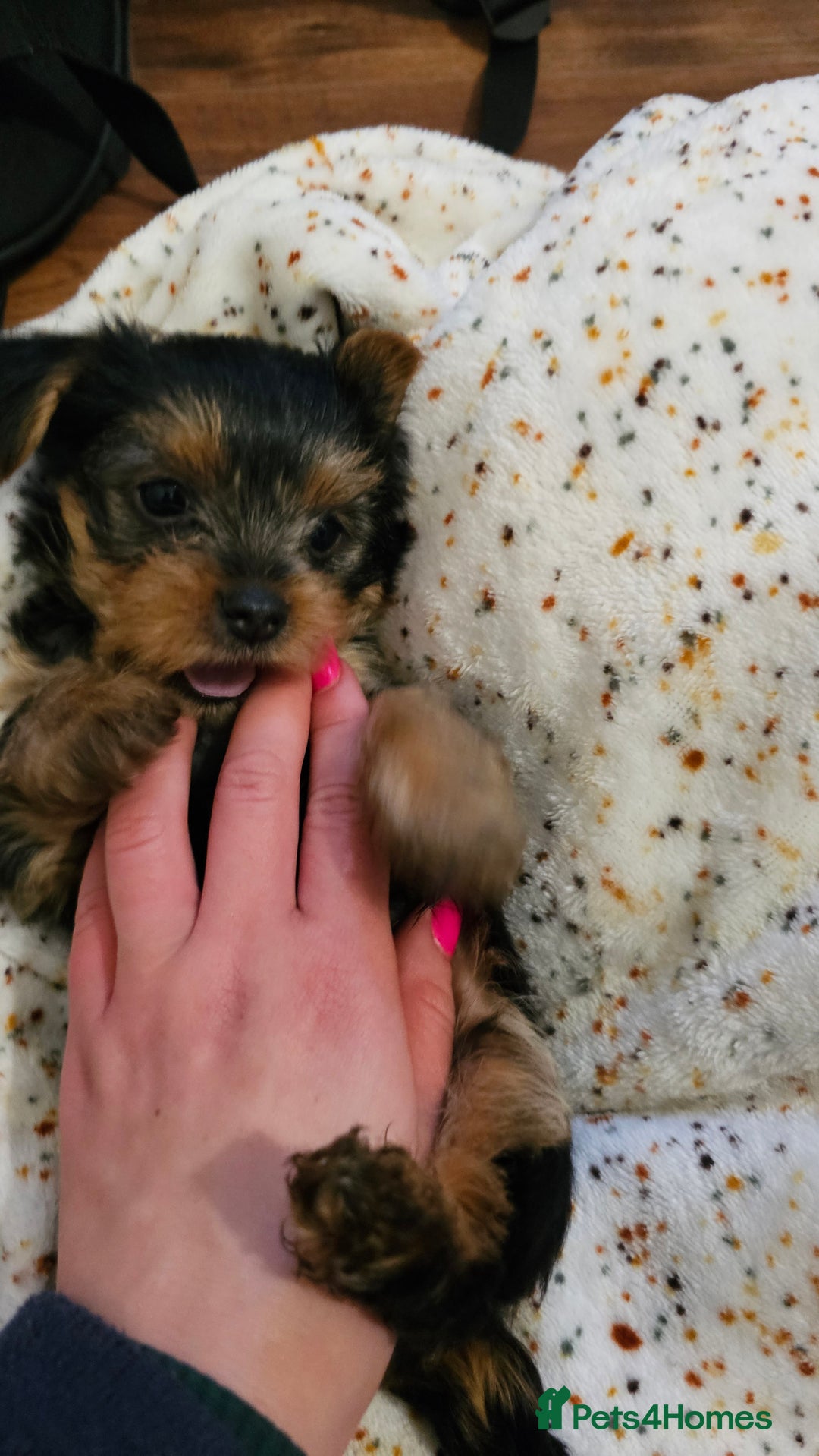 Yorkshire Terrier dogs for sale: 1 Male , Miniature Yorkshire  in Manchester - Image 13