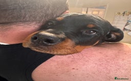 Rottweiler dogs for sale: Denzil  - Image 4