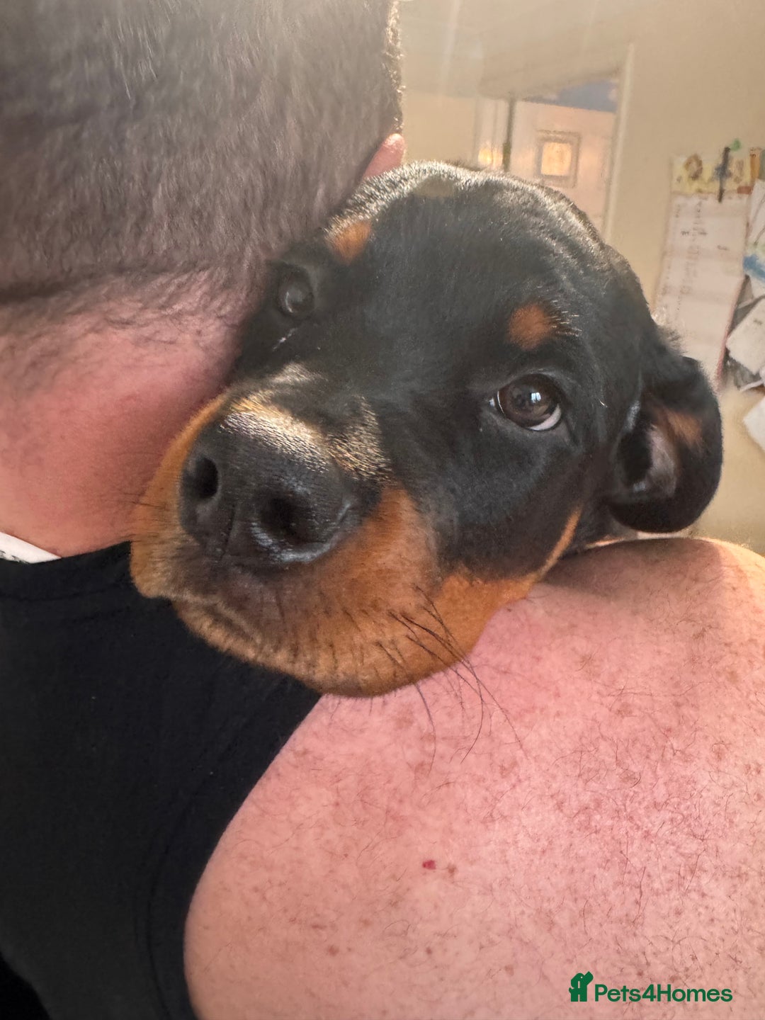 Rottweiler dogs for sale: Denzil  - Image 4