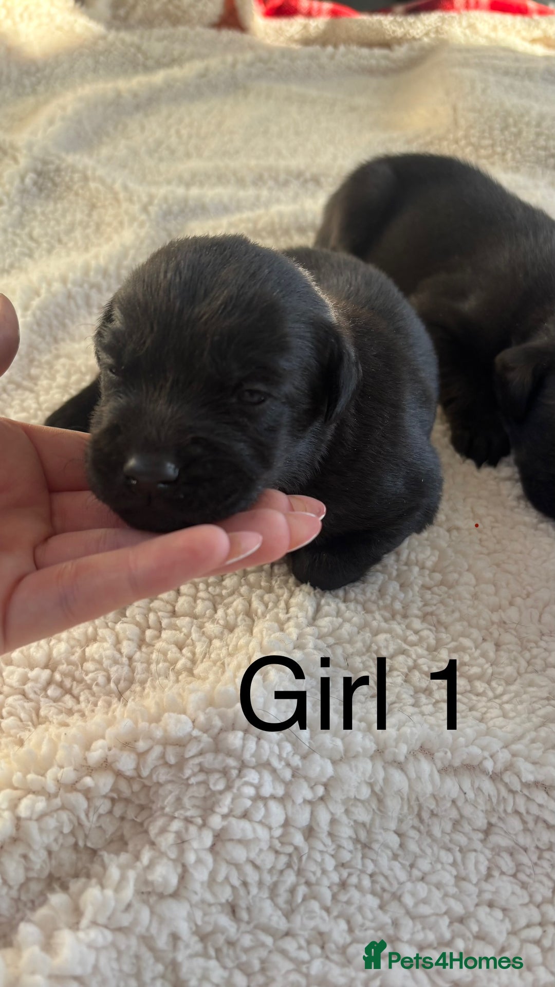 Labrador Retriever dogs for sale: KC registered Labrador pups - Advert 10