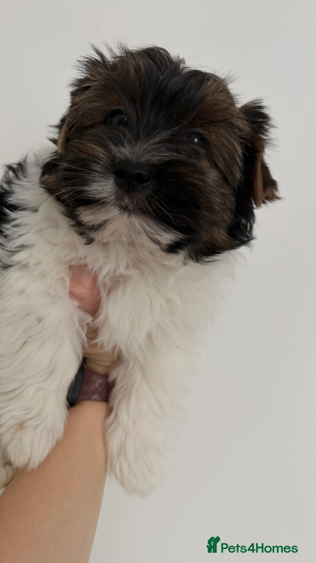 Biewer Terrier dogs for sale: Pure Biewer terriers looking new homes  - Advert 12