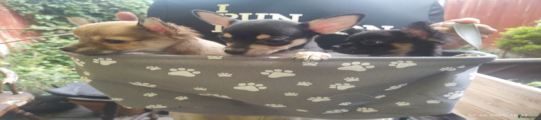 Chihuahua Puppy 2 lil Bear