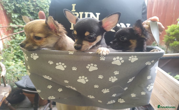 Chihuahua dogs - Advert 1