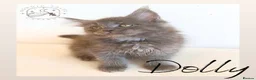 Maine Coon cats for sale: High Smoke, Smoke and Solid Pedigree Maine Coon’s - Advert 14