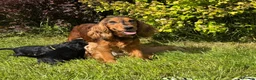 Cocker Spaniel dogs for sale: Show Type +DNA tested - Advert 2