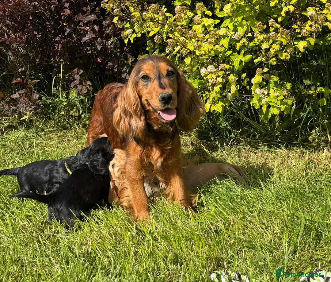 Cocker Spaniel dogs for sale: Show Type +DNA tested - Advert 2