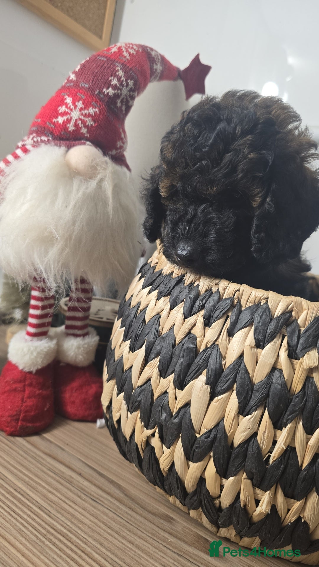 Toy Poodle dogs for sale: Toy Sized Poodles - Ready now - Advert 13