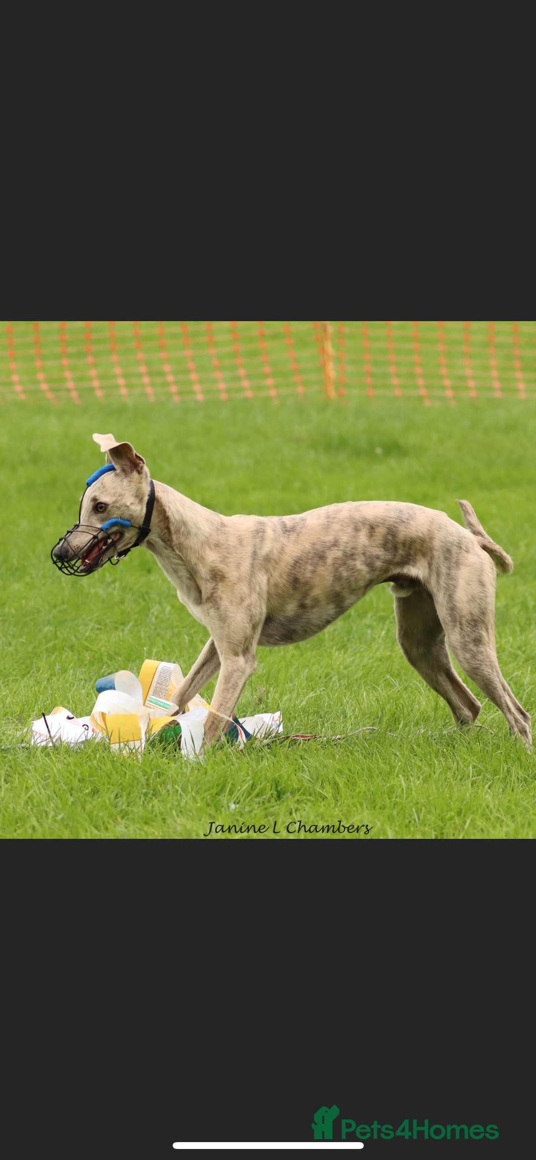 Whippet dogs for stud: KC Registered Blue Brindle for stud in Barnsley - Advert 13