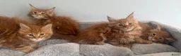 Maine Coon cats for sale: Stunning maine coon kittens xl excellent quality  - Advert 13
