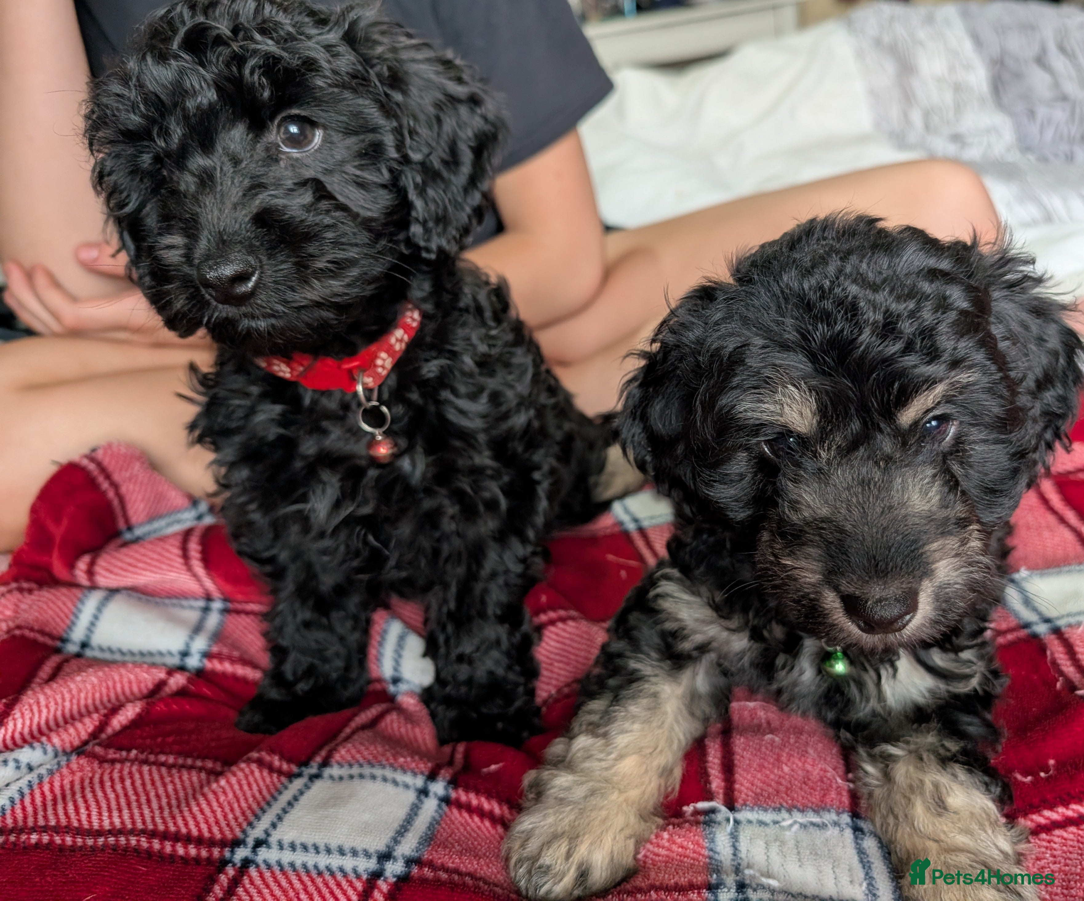 Cockapoo dogs 2 boys left Cockapoo Pups Miniature 🐾 DNA Cleared - Advert 4