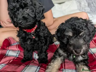 Cockapoo dogs 2 boys left Cockapoo Pups Miniature 🐾 DNA Cleared - Advert 3