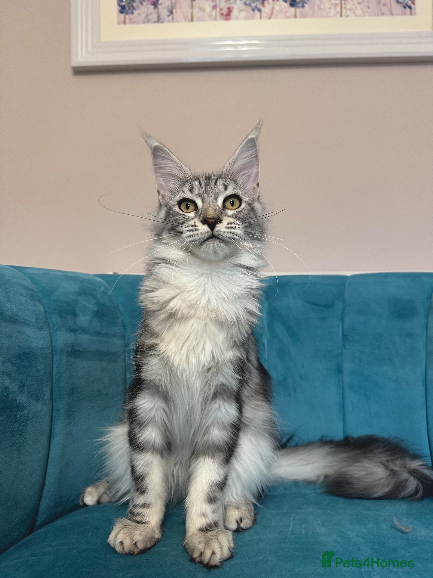 Maine Coon cats for sale: TICA Pedigree Registered Maine Coon Kittens - Advert 1