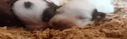 Cocker Spaniel dogs for sale: KC REGISTERED COCKERS - Advert 11