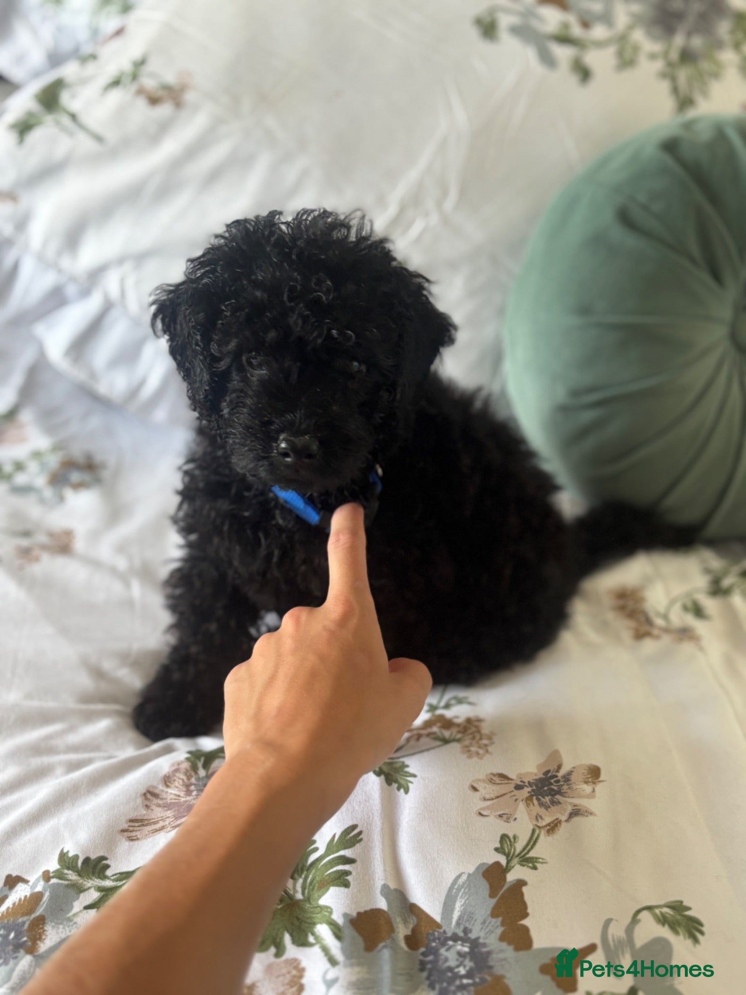 Cockapoo dogs Beautiful F1b Cockapoo puppies  - Advert 2