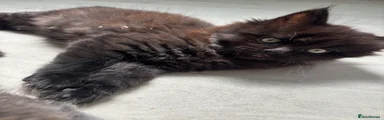 Black kitten 2