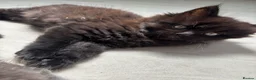 Mixed Breed cats for sale: Beautiful Mixed breed longhair kittens - Advert 4