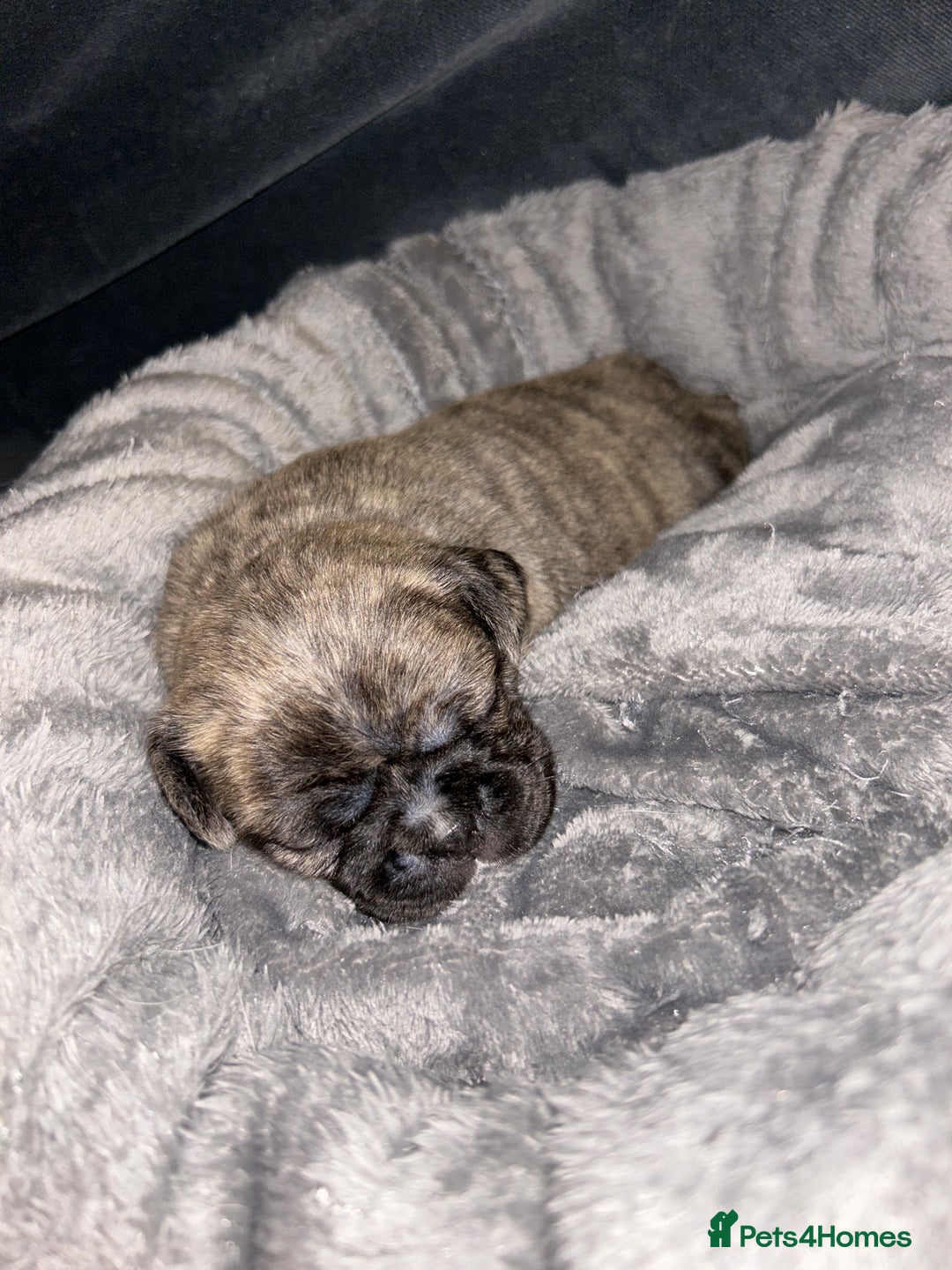 Frug dogs for sale: Frug puppies  - Advert 34