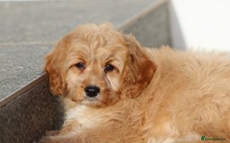 Cavapoo dogs for sale: F1 Cavapoo puppies for sale FULLY VACCINATED - Advert 24