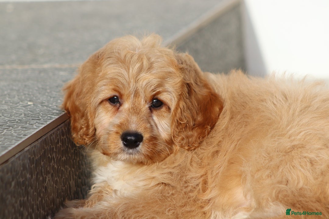 Cavapoo dogs for sale: F1 Cavapoo puppies for sale FULLY VACCINATED - Advert 24
