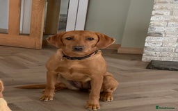 Labrador Retriever dogs for sale: ❤️ 🐾 KC registered Fox Red Labrador Pups, Angus - Image 11