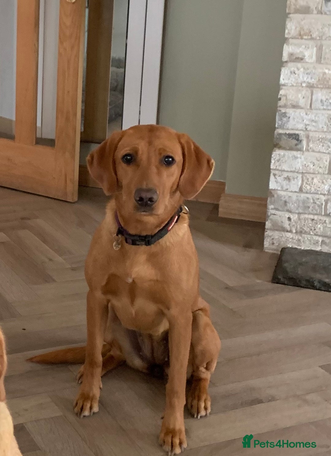 Labrador Retriever dogs for sale: ❤️ 🐾 KC registered Fox Red Labrador Pups, Angus - Image 11