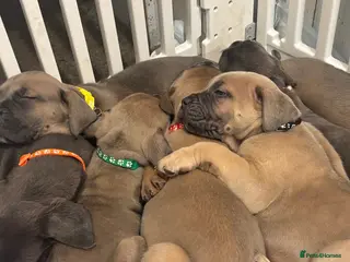 Cane Corso dogs Cane corso - Advert 2