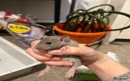 Rat rodents for sale: Baby rats  - Image 3