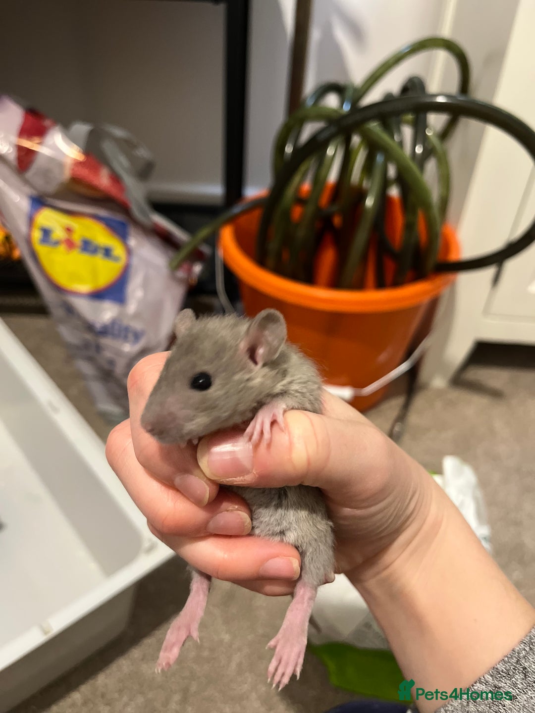 Rat rodents for sale: Baby rats  - Image 3