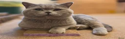 British Shorthair cats for sale: Adorable GCCF REG BSH - ready to leave - Advert 25