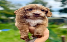 Cockapoo dogs for sale: ✨ Quality F2 Cockapoos ✨ Reputable Breeder  - Image 8