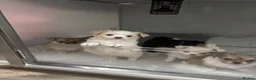 Chihuahua dogs for sale: Beautiful chihuahua pups - Advert 9