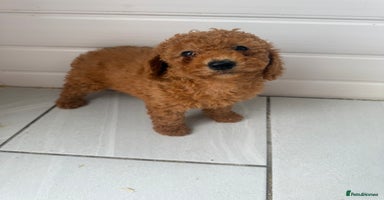 Miniature Poodle dogs - Advert 16